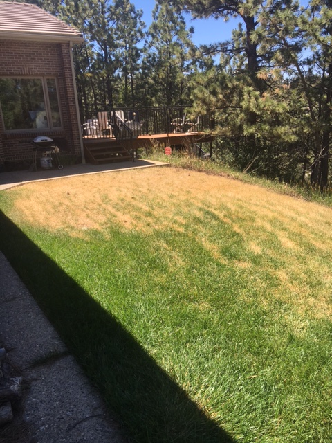 A lawn with large patches of yellow and brown grass.