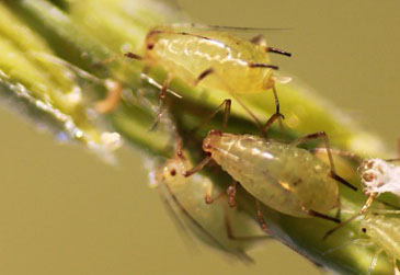 Three light green and brown insects on a blade of wheat.
