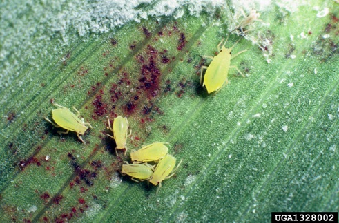 six lime-green colored insects on a green blade of wheat