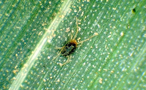 A small brown insect on a green blade of wheat