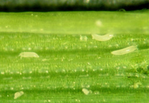 Small translucent, worm-like pests on a green blade of wheat.