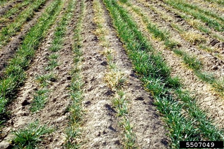 A wheat field with patchy brown areas.