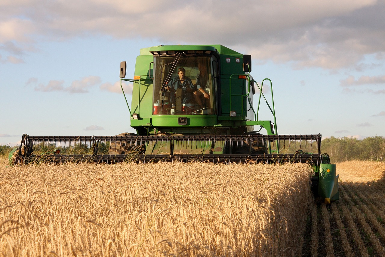 A green combine harvesting wheat.