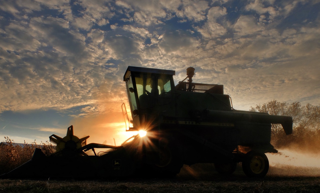 A combine harvesting soybeans at sunset.