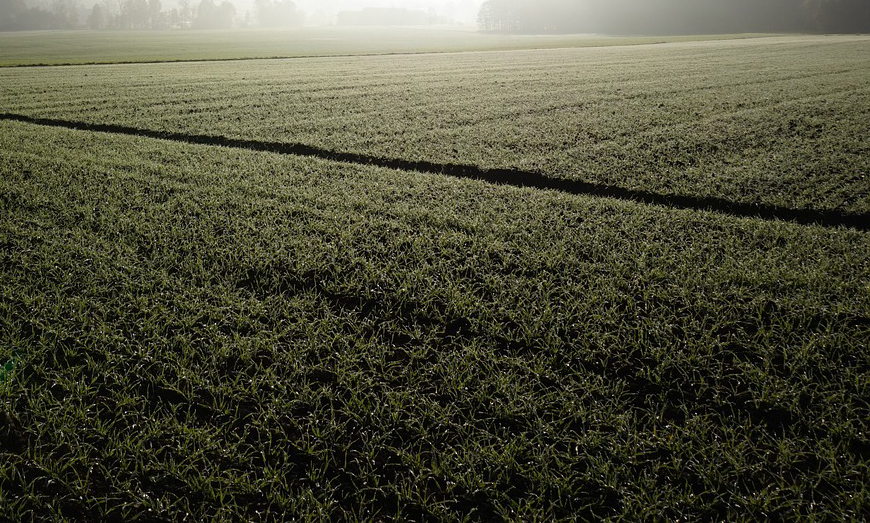 Young wheat growing in a foggy field.