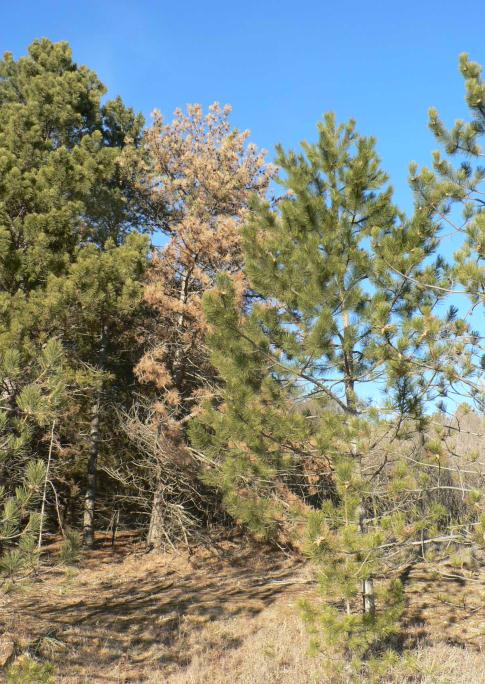 A young, health pine tree, next to an older diseased pine tree.