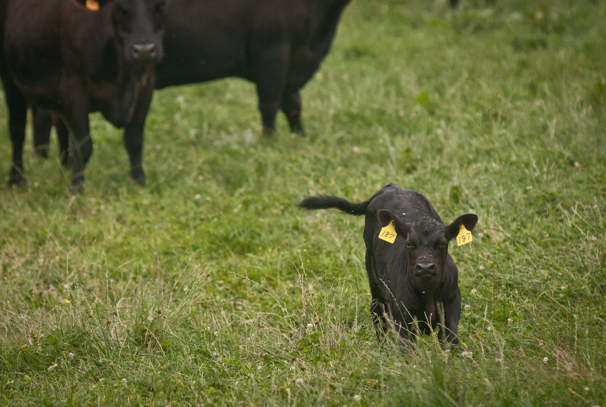 A black angus calf grazing in a green pasture.