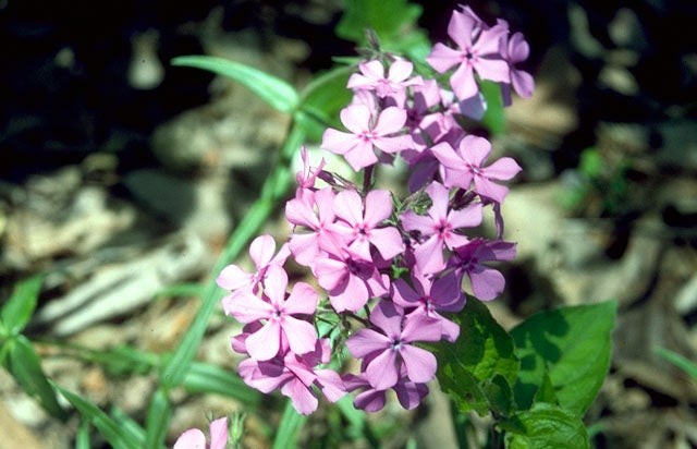 Pink Phlox divaricata flowers.