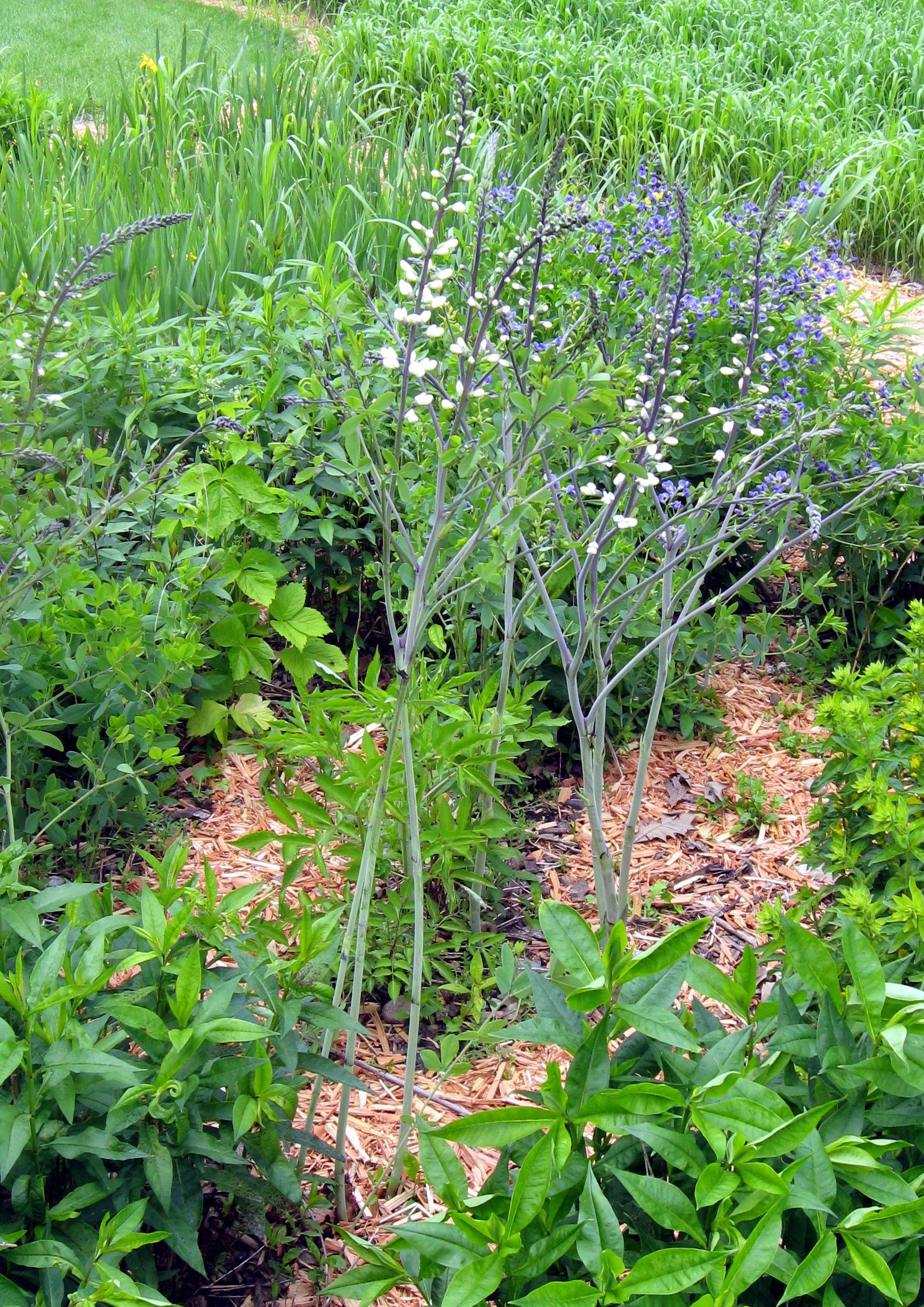 A small group of plants with long stems and white flowers.