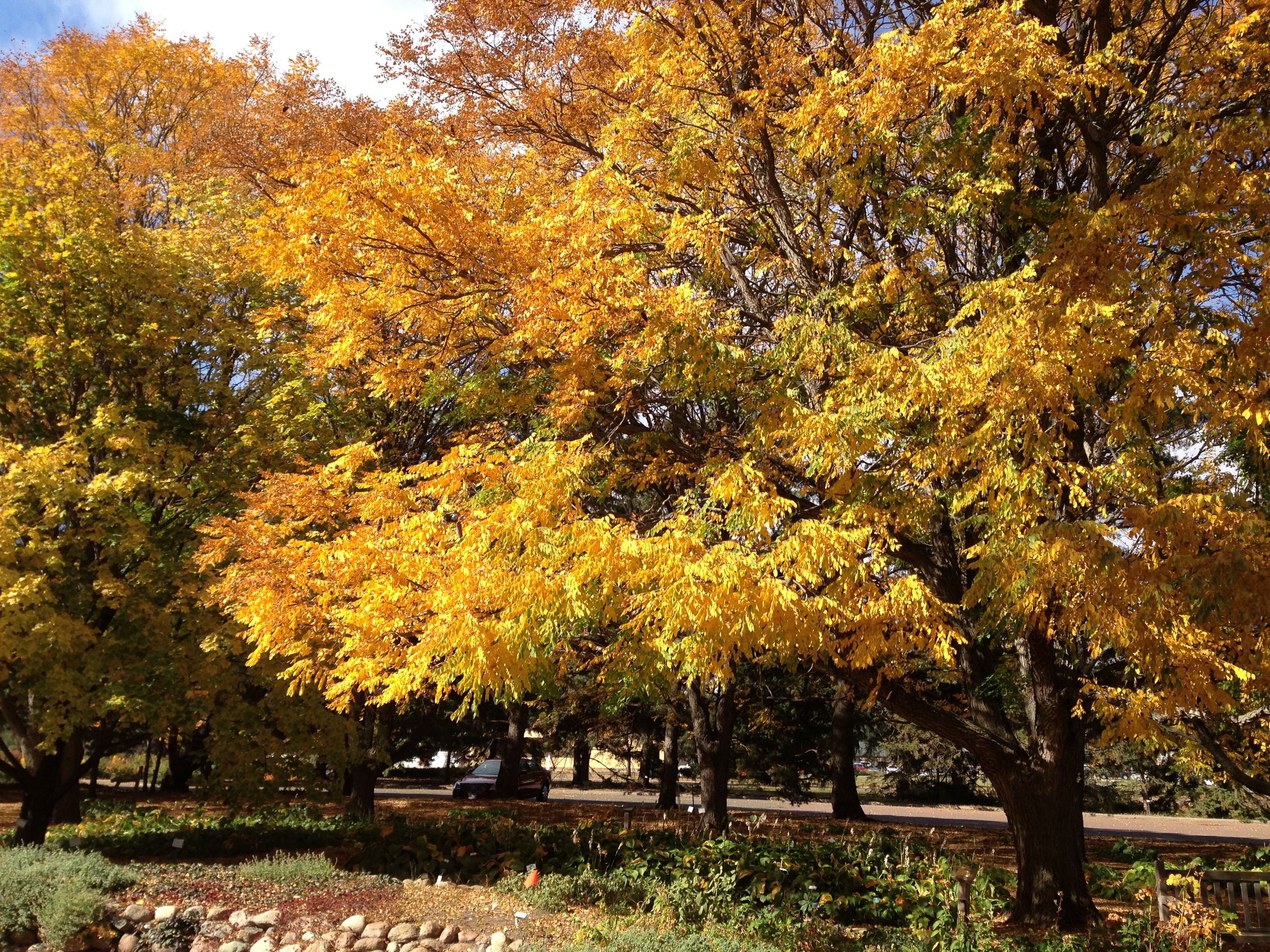 A grove of trees with bright yellow and orange leaves.
