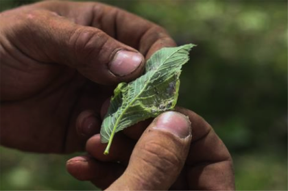 A pair of hands holding a leaf damaged by a woolly elm aphid.