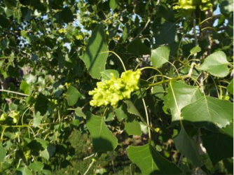 A tree with poplar vagabond aphid damage on its leaves.