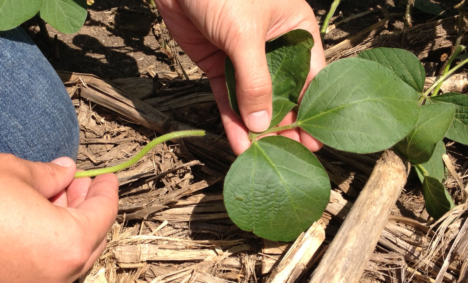 A pair of hands holding a soybean sample with three leaves.