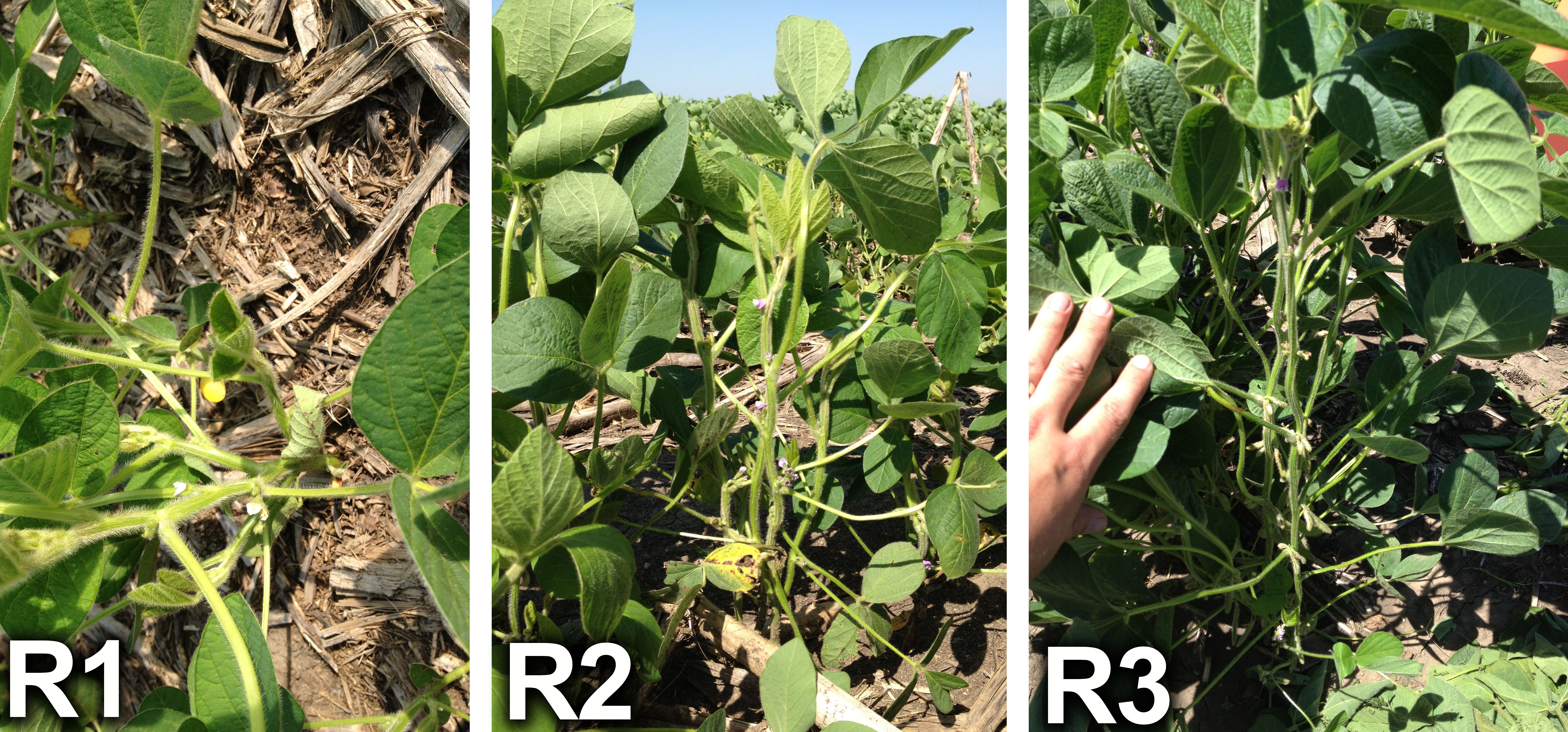 soybean plant growth stages