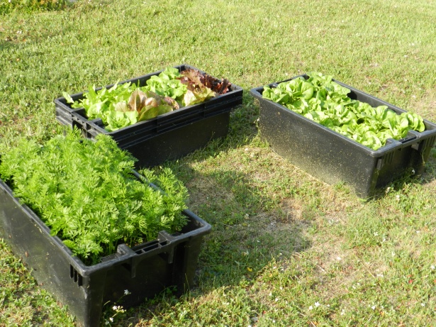 vegetables growing in three plastic tubs