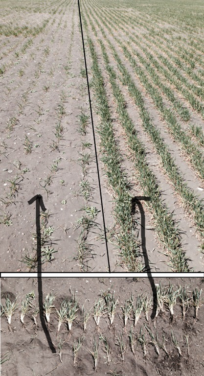 A diagram with two winter wheat plots side-by-side.