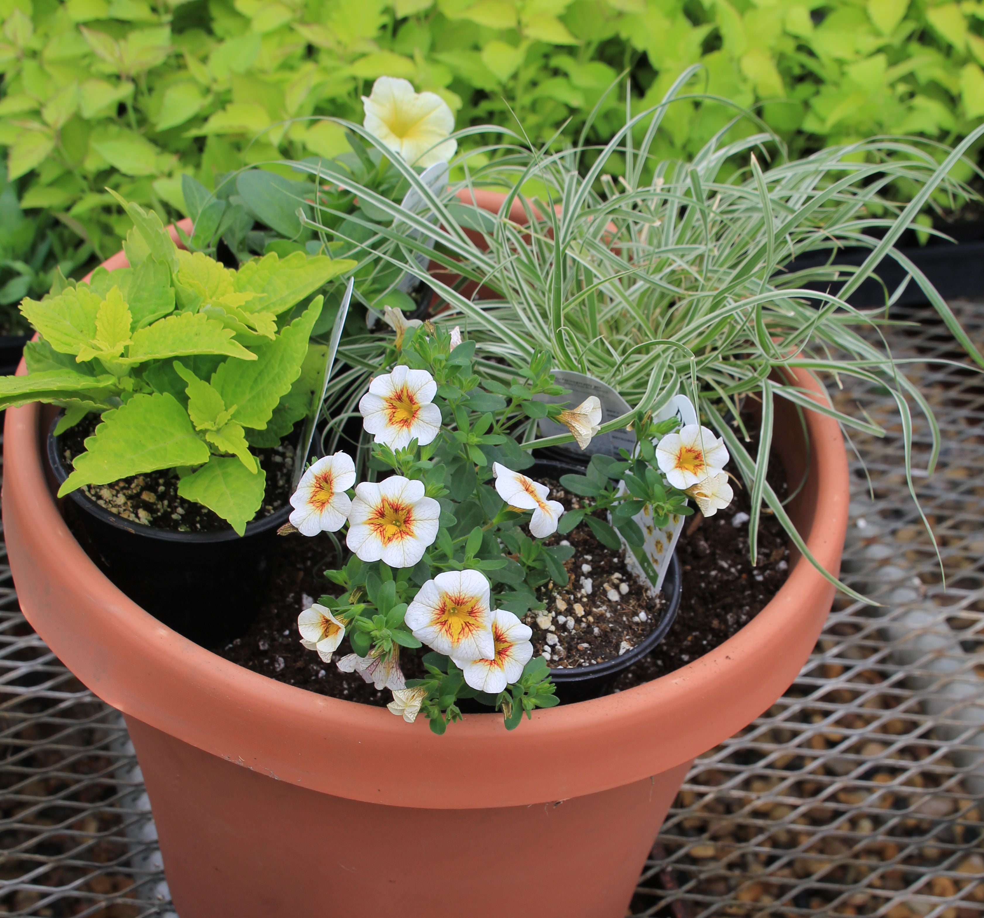 A brown pot with a variety potted plants inside.