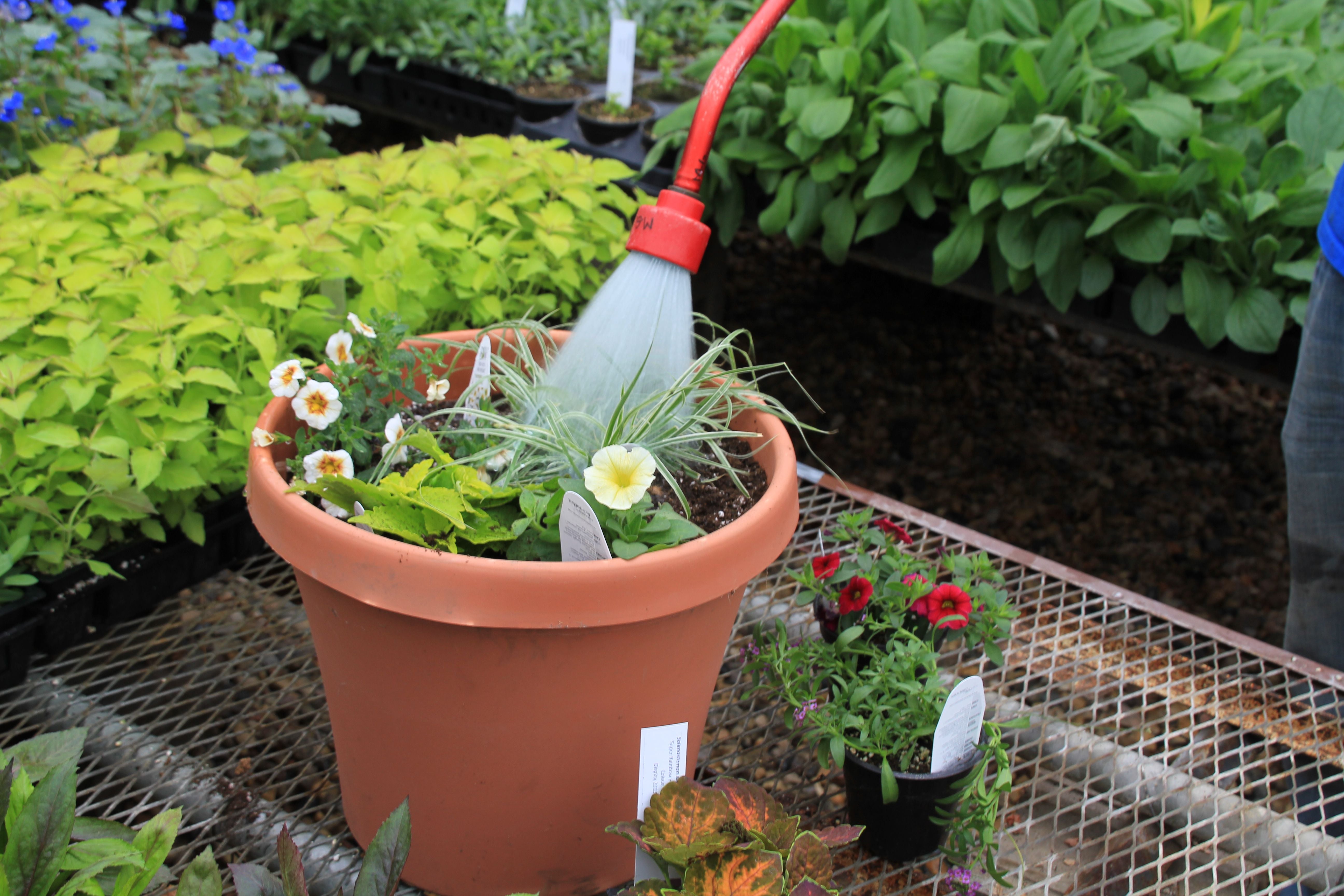 A red sprayer watering a potted plant.