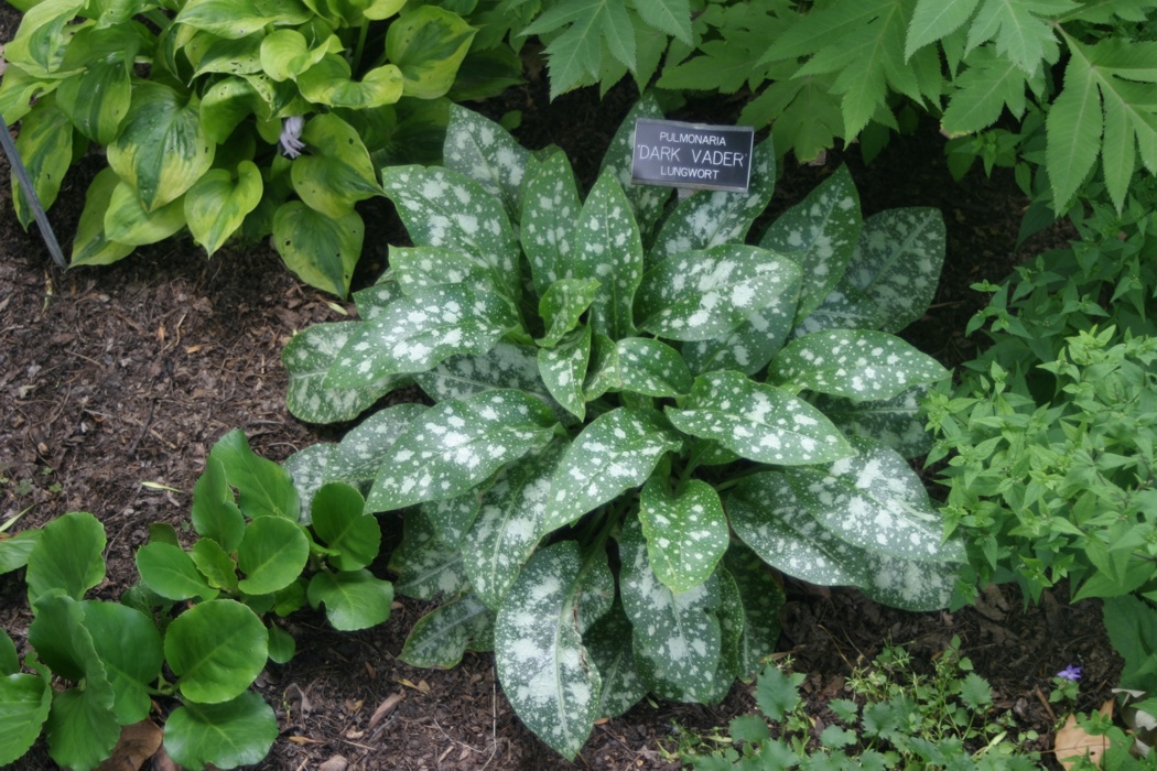 A green, leafy plant with white spotted leaves.