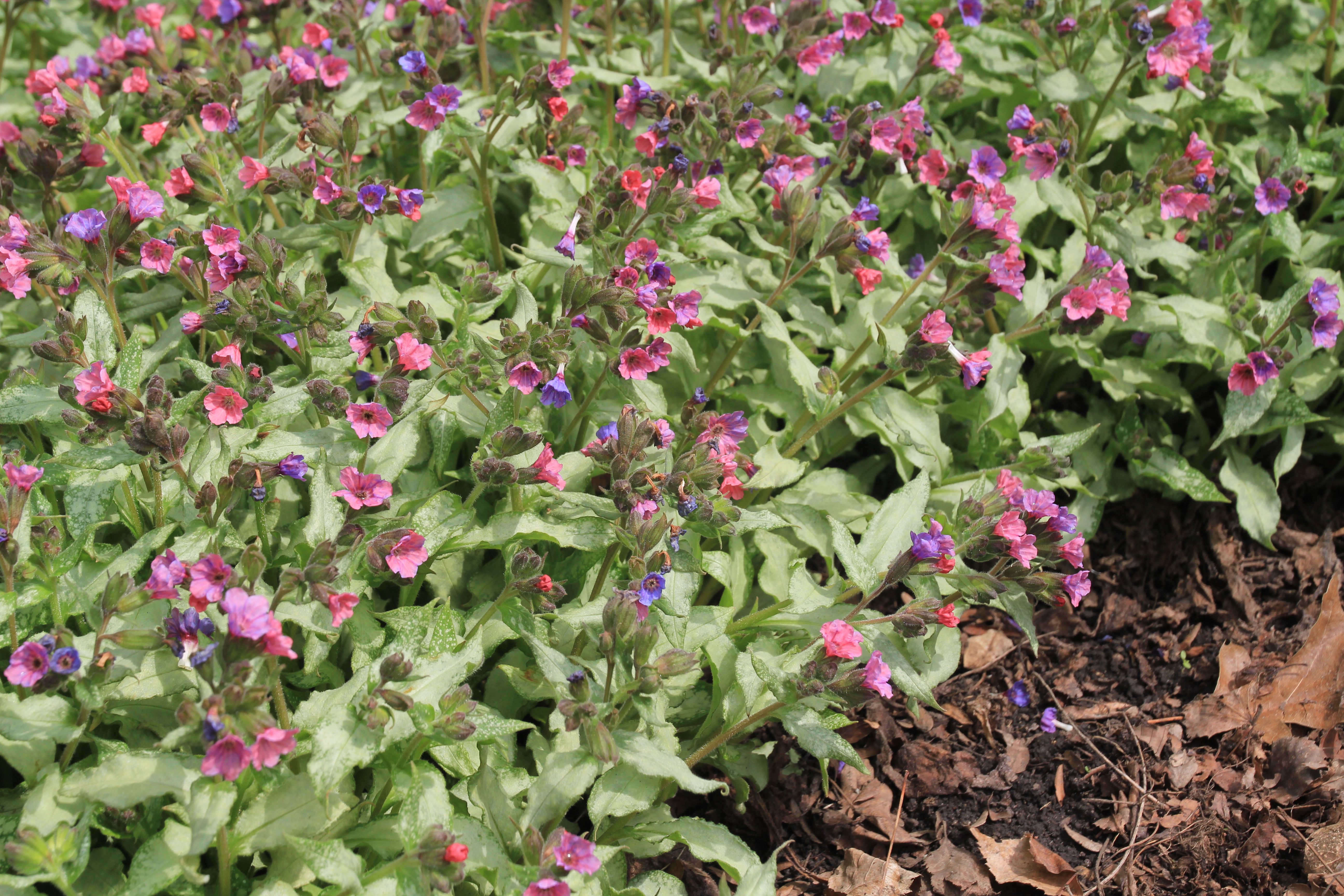 A lush plant with spoted leaves and pink and purple flowers throughout.