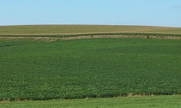A soybean field with green soybeans and patchy yellow areas.