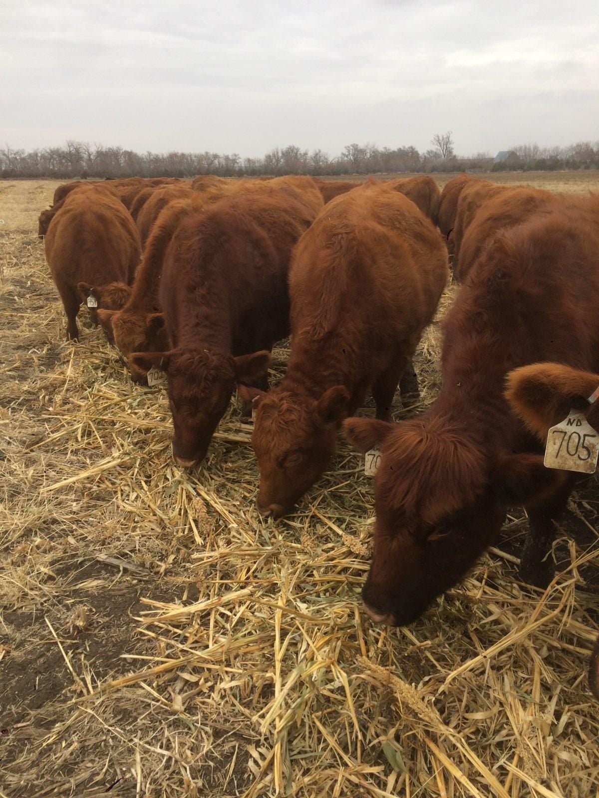 Small group of heifers grazing