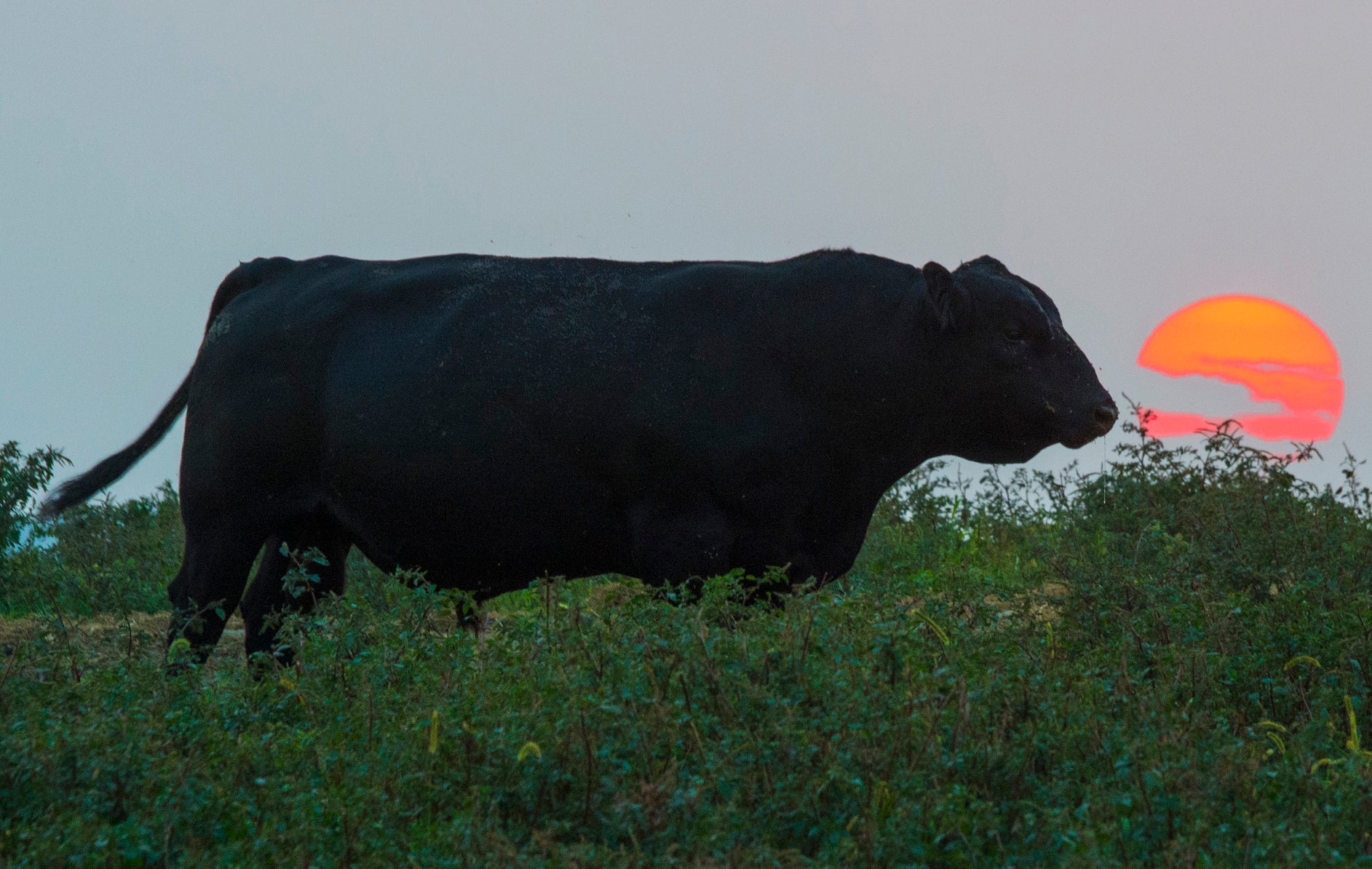 black angus bull at pasture