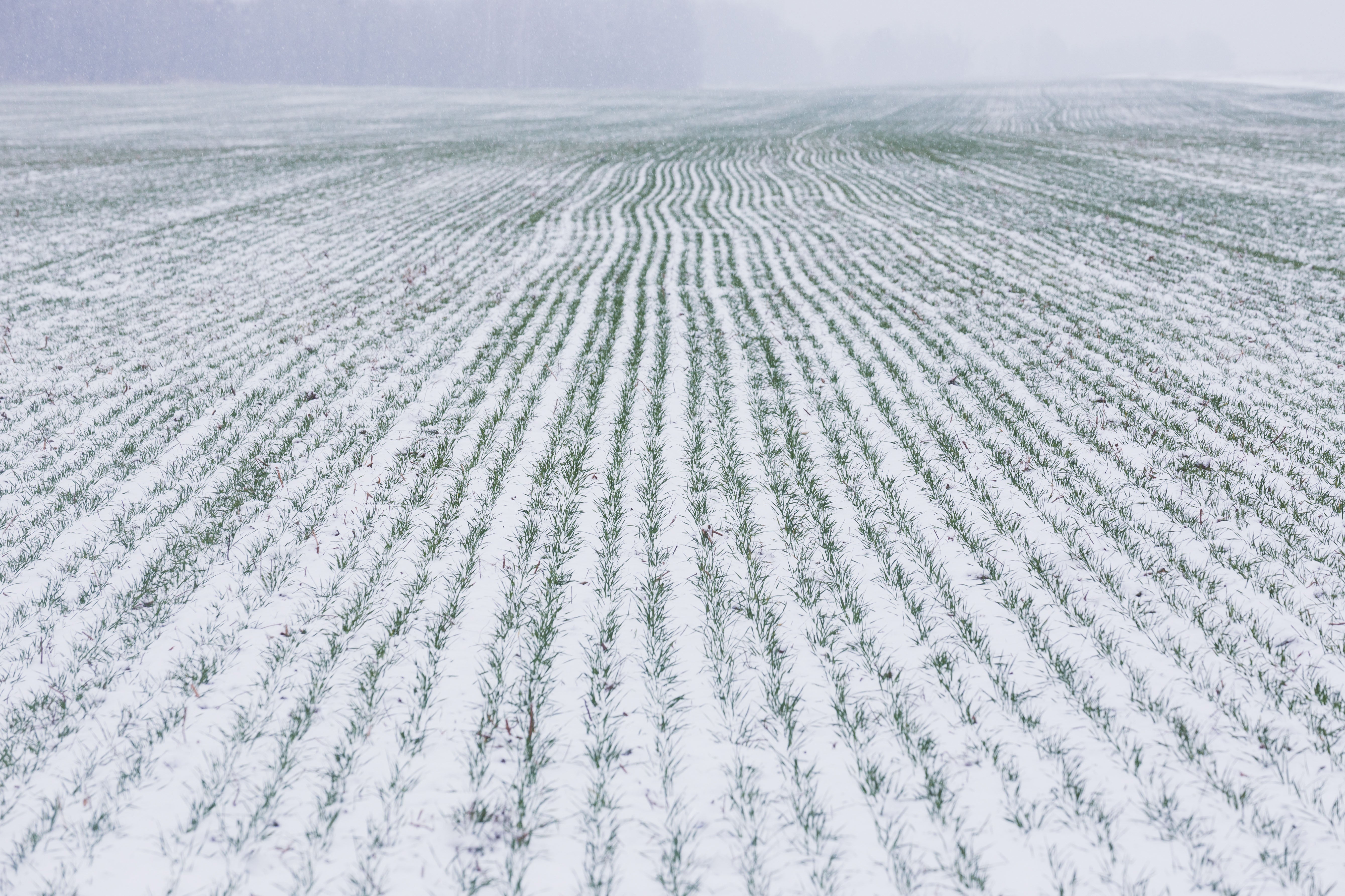 Winter wheat field covered with snow