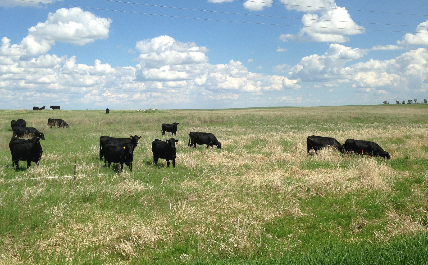 black angus cattle grazzing in pasture