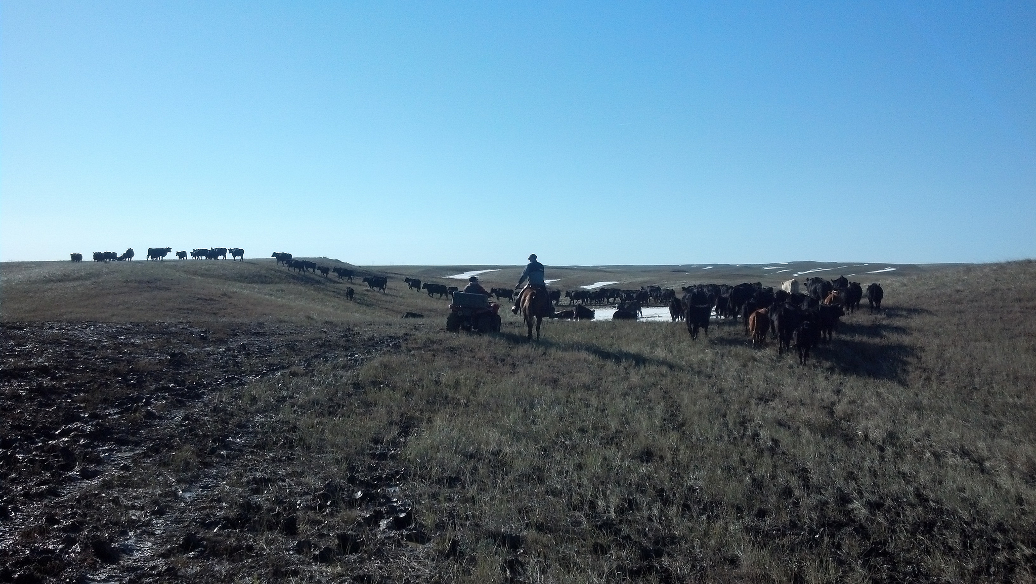 ranchers observing cattle in late winter pasture