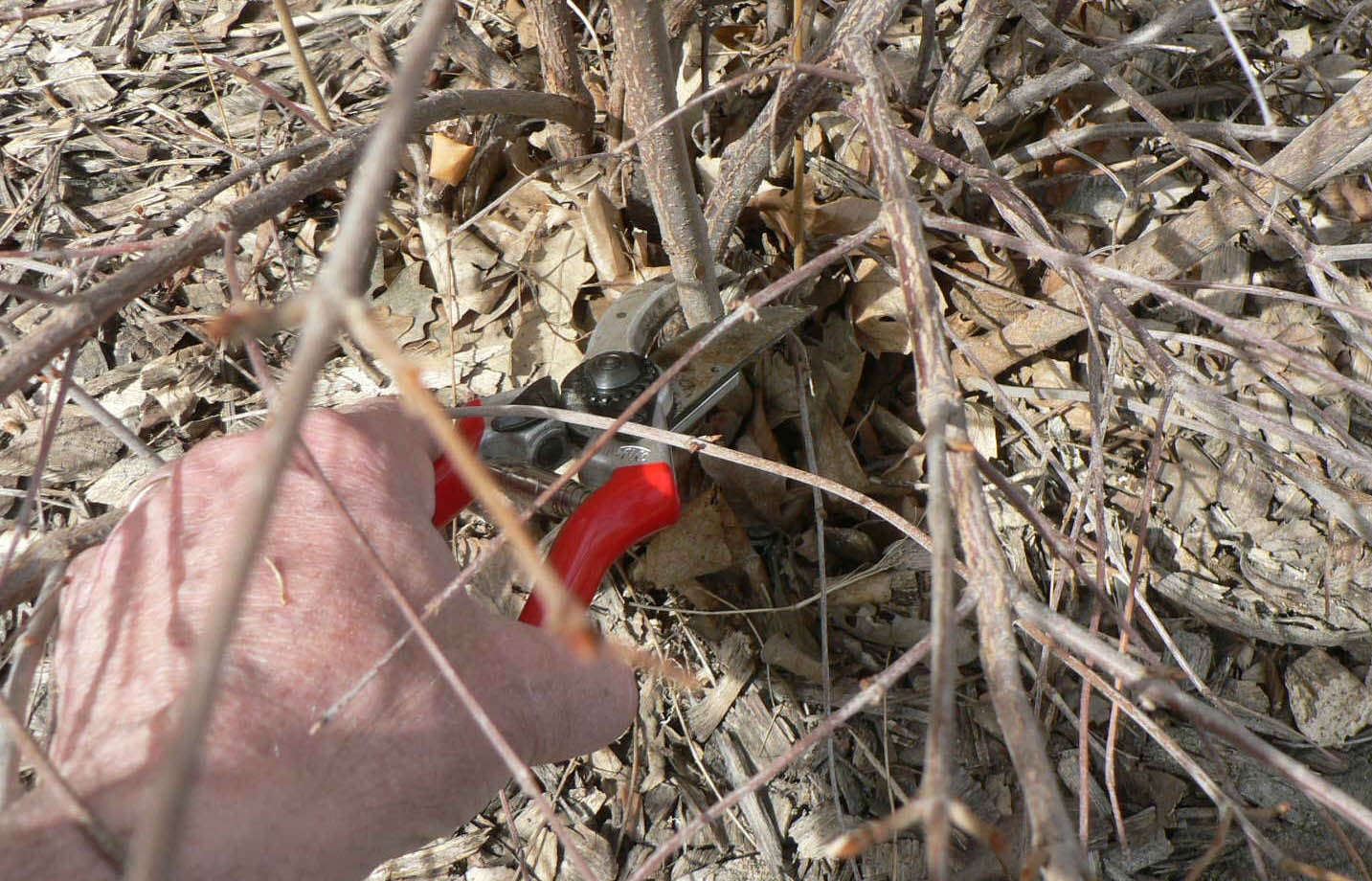hand with shears pruning shrub close to ground
