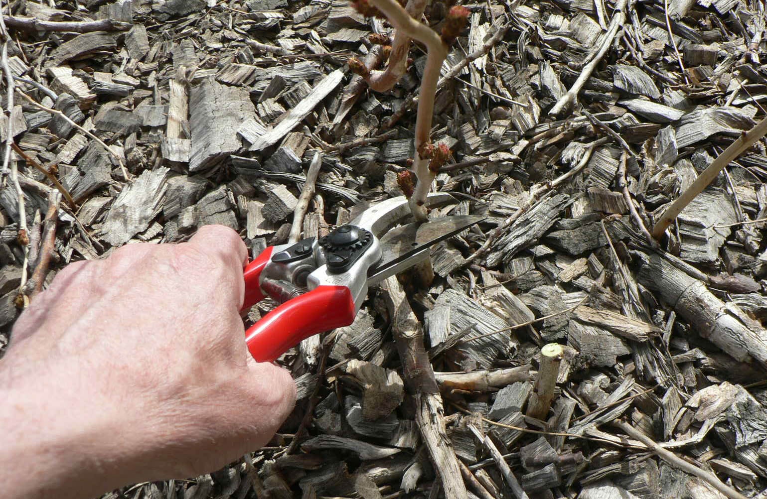 hand with shears trimming shrub canes
