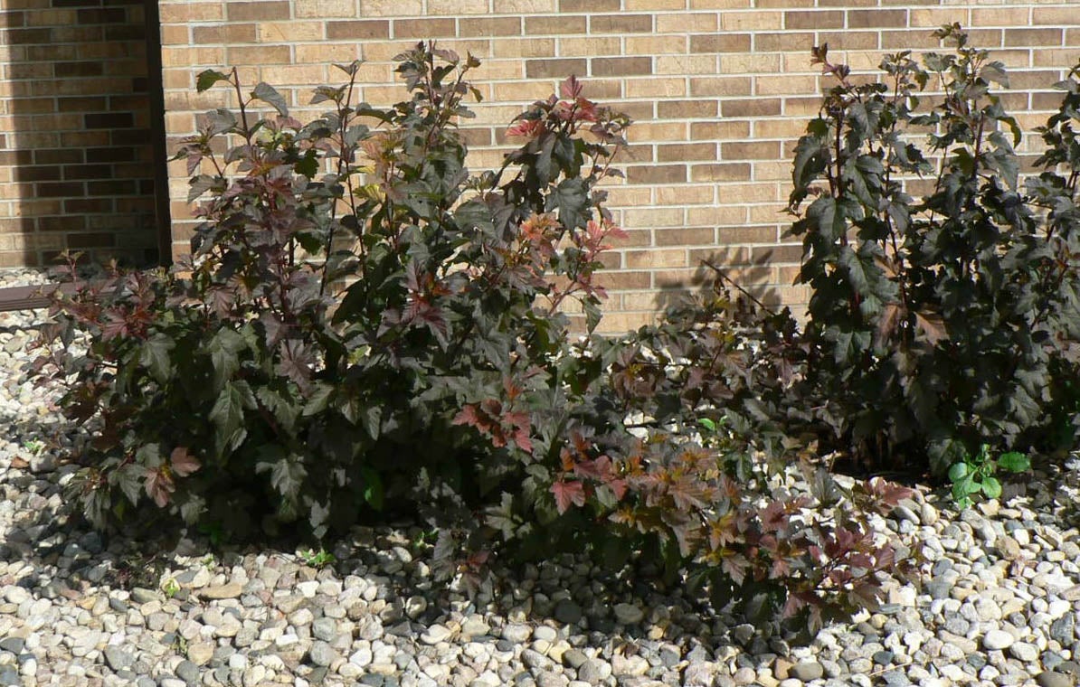 healthy, neatly trimmed shrub with dark green to burgundy leaves.