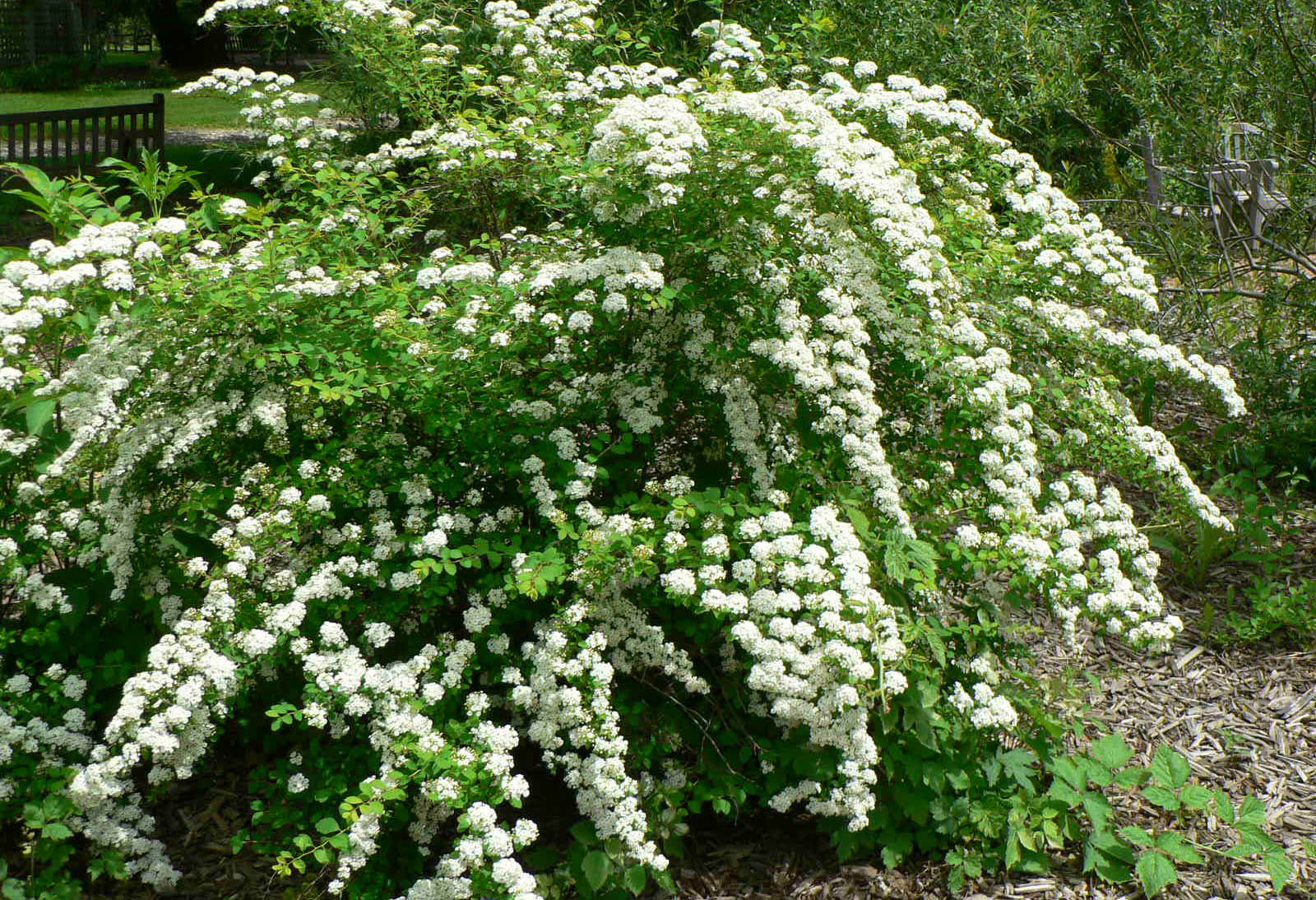 lush green shrub with white flowers throughout