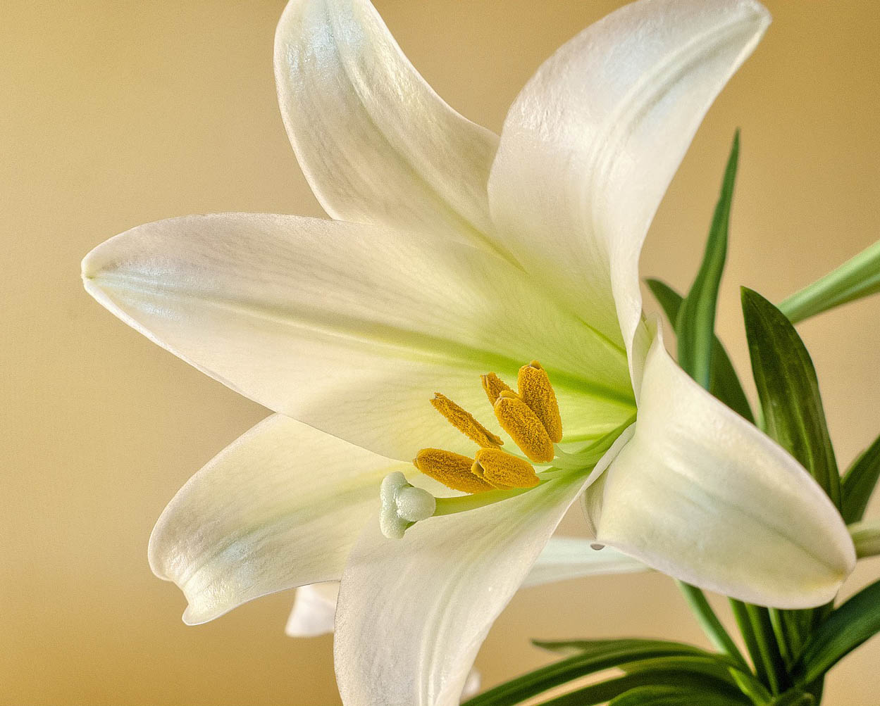 Easter lily in bloom