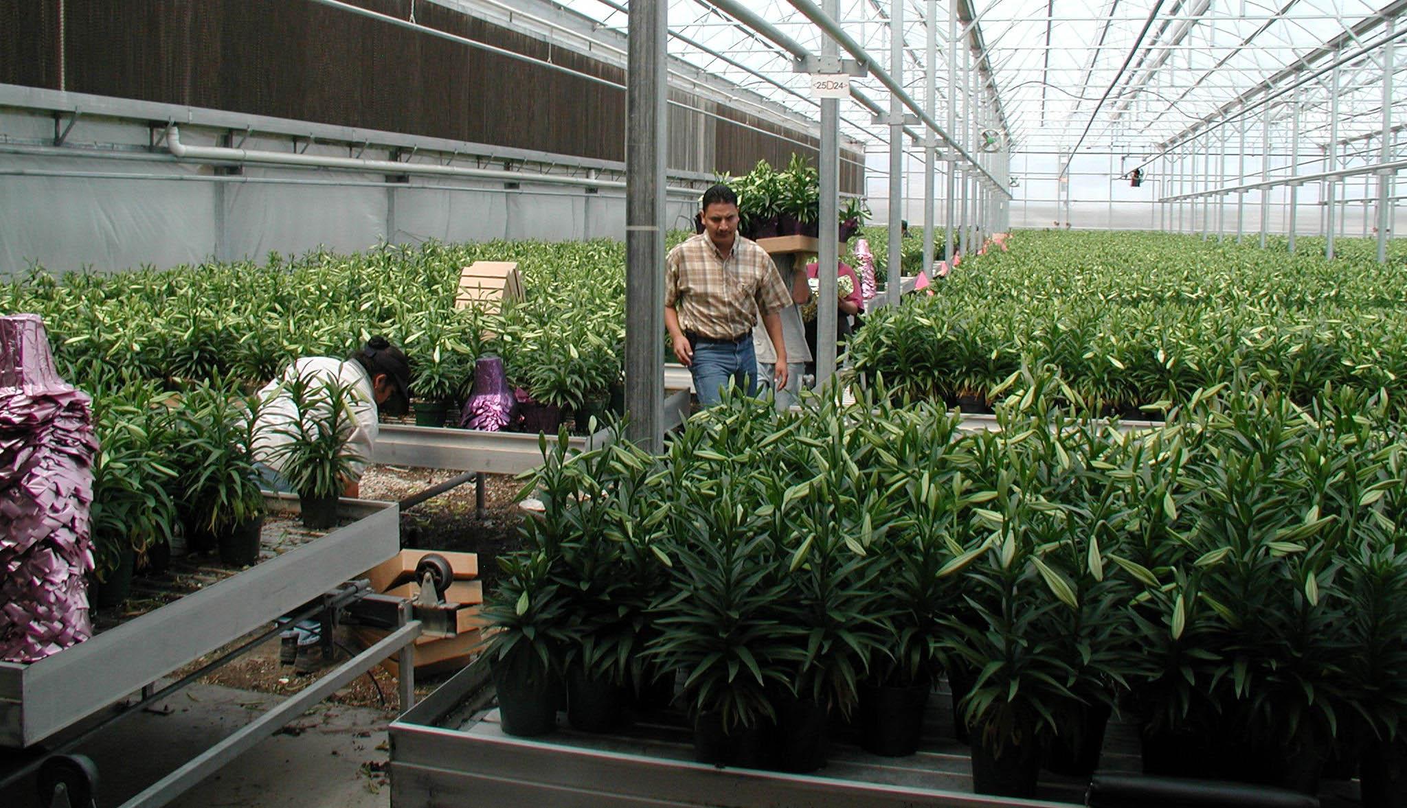 greenhouse worker packaging Easter lilies in greenhouse