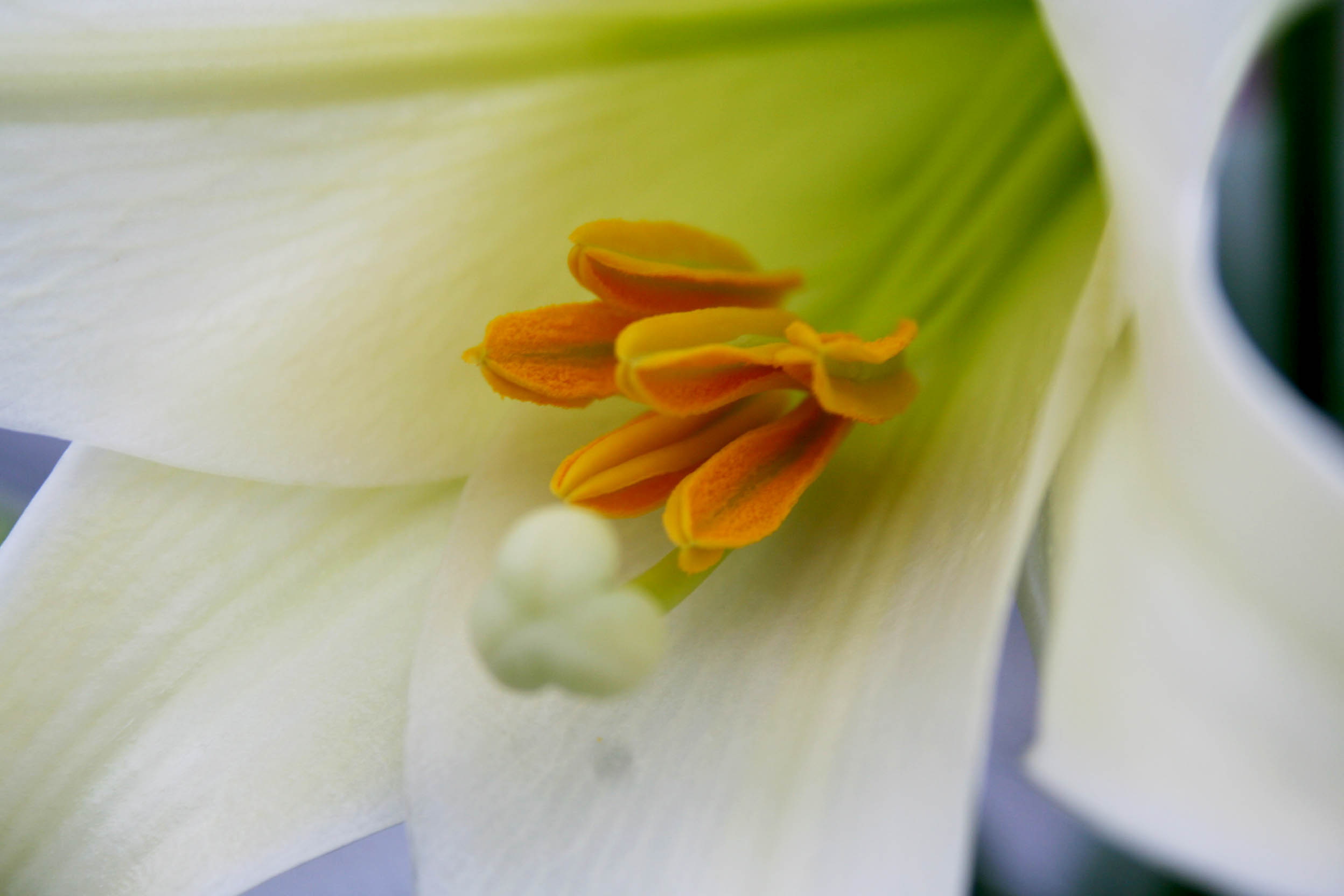 center of Easter lily flower with gold anthers springing out