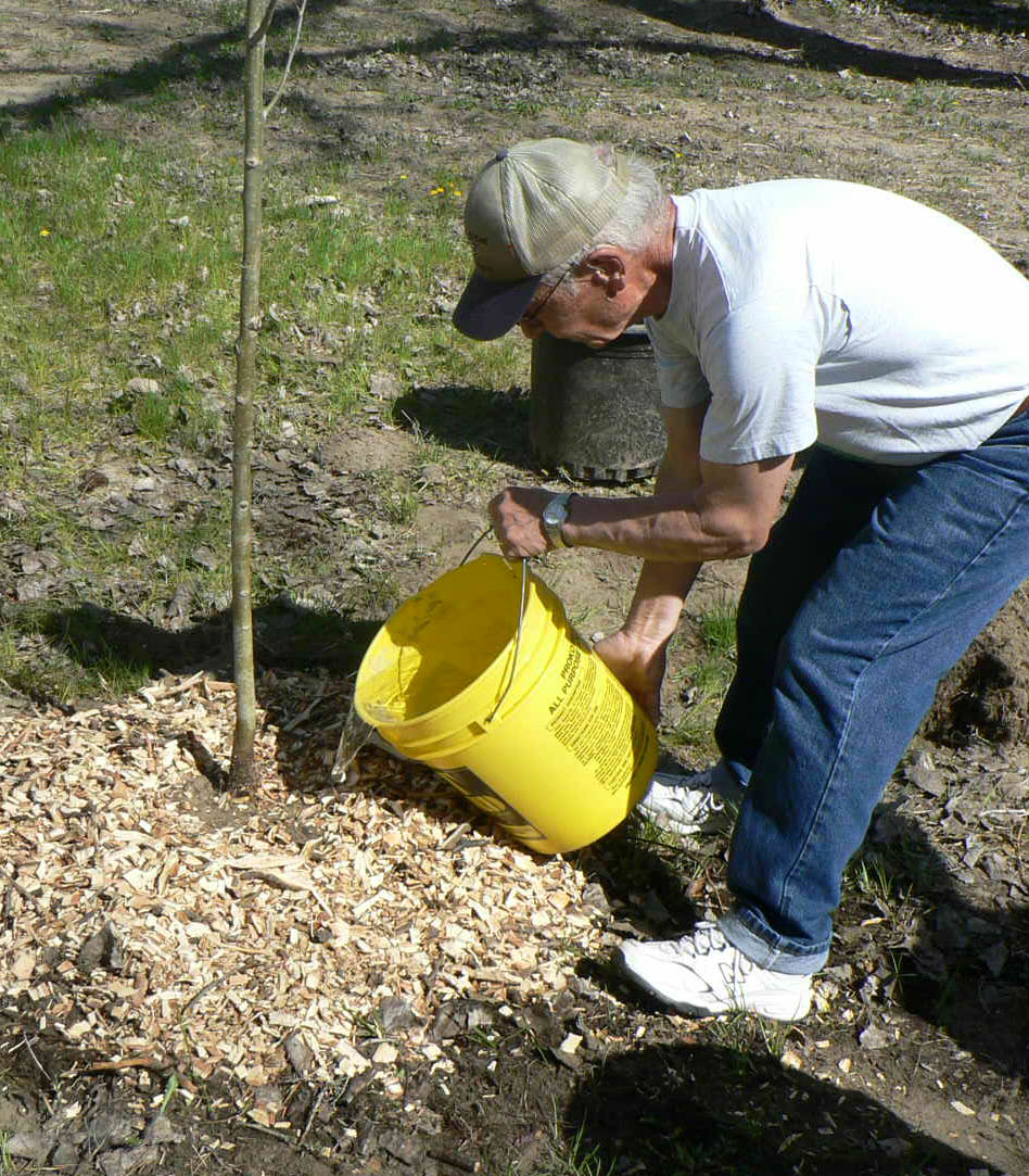 man watering newly planted tree with yellow bucket