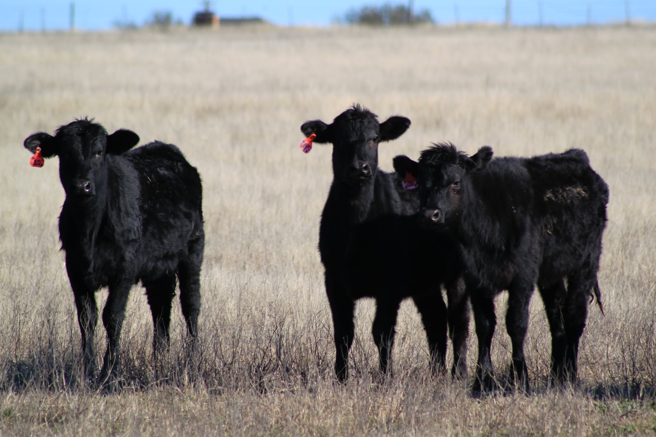 Small group of black angus cattle at pasture.