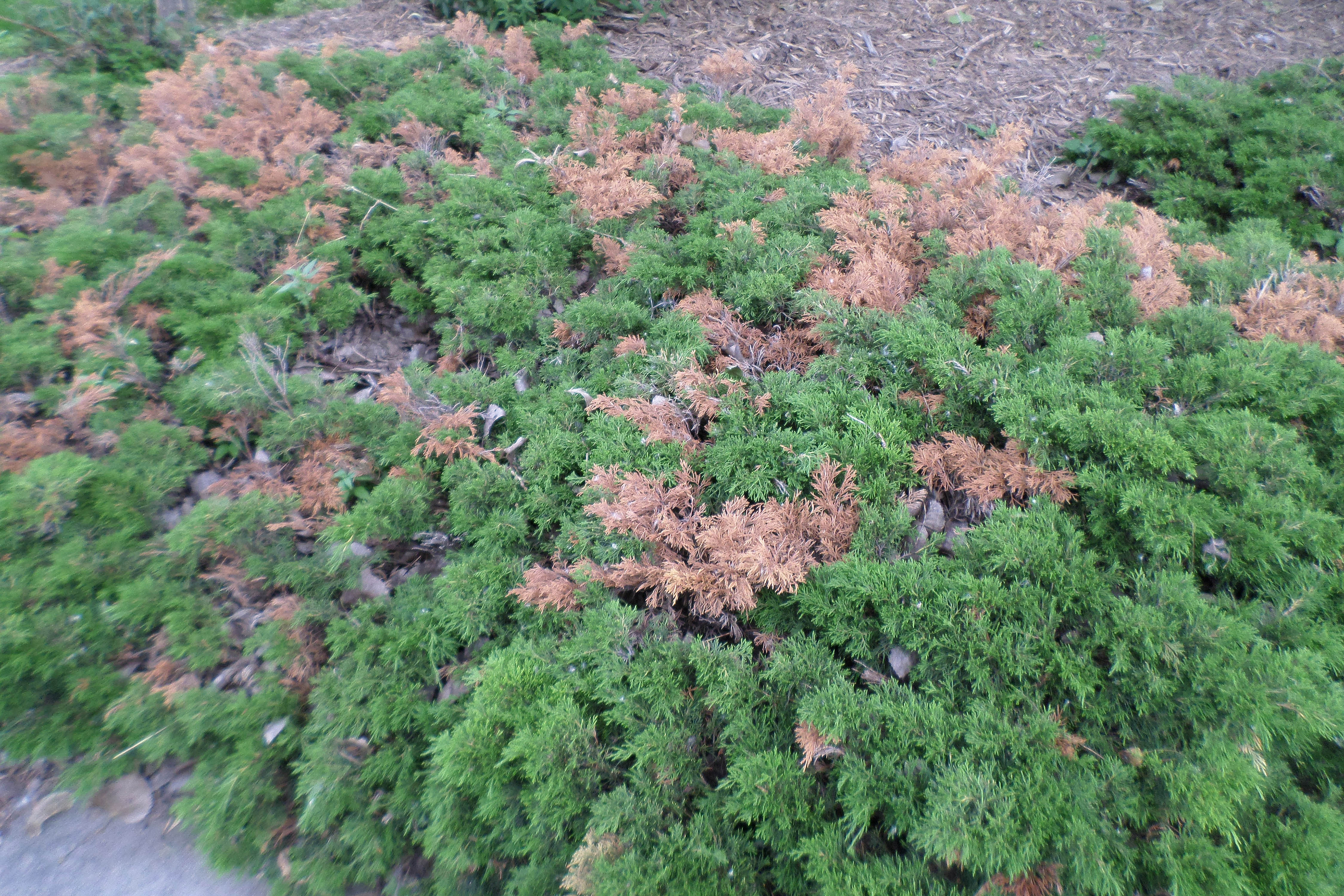 juniper greens with noticable browning on shoot tips.