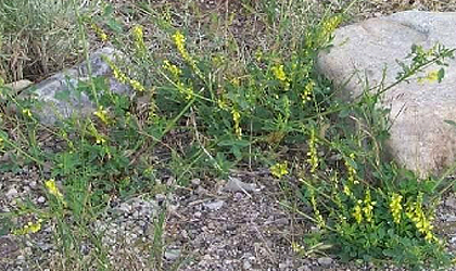 a sprawling green plant with flowering yellow heads