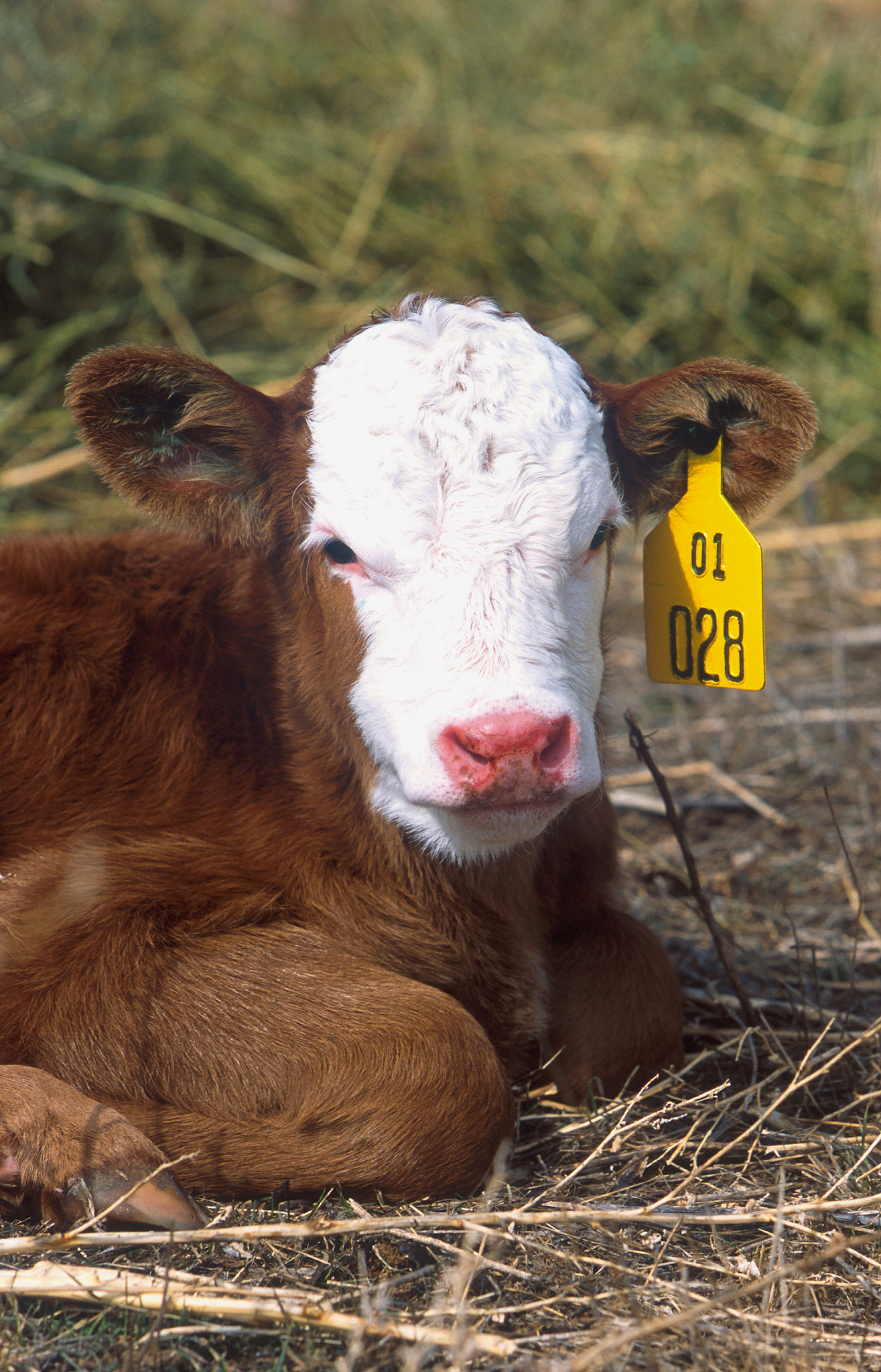 Young calf resting at pasture.