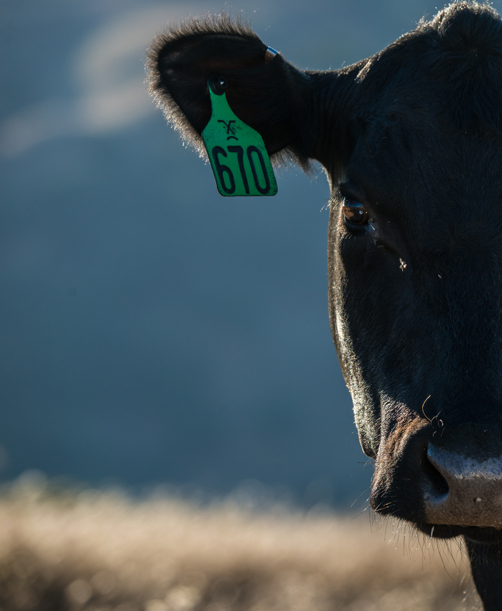 black angus cow with green tag on ear