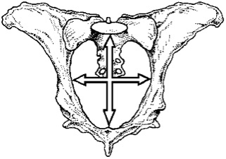 black and white diagram of cow pelvic bon with crossed arrows showing the diameter