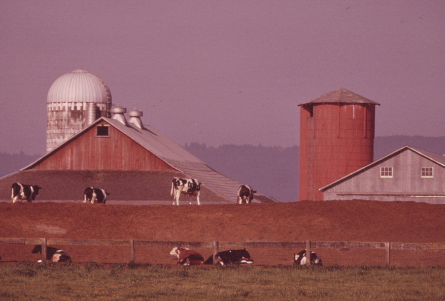Dairy cattle on a dairy farm.