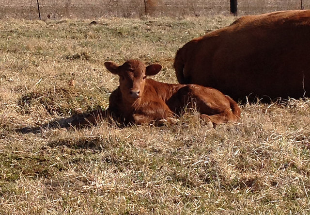 A calf resting next to its mother in a dry pasture.