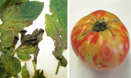 Tomato spotted wilt virus symptoms