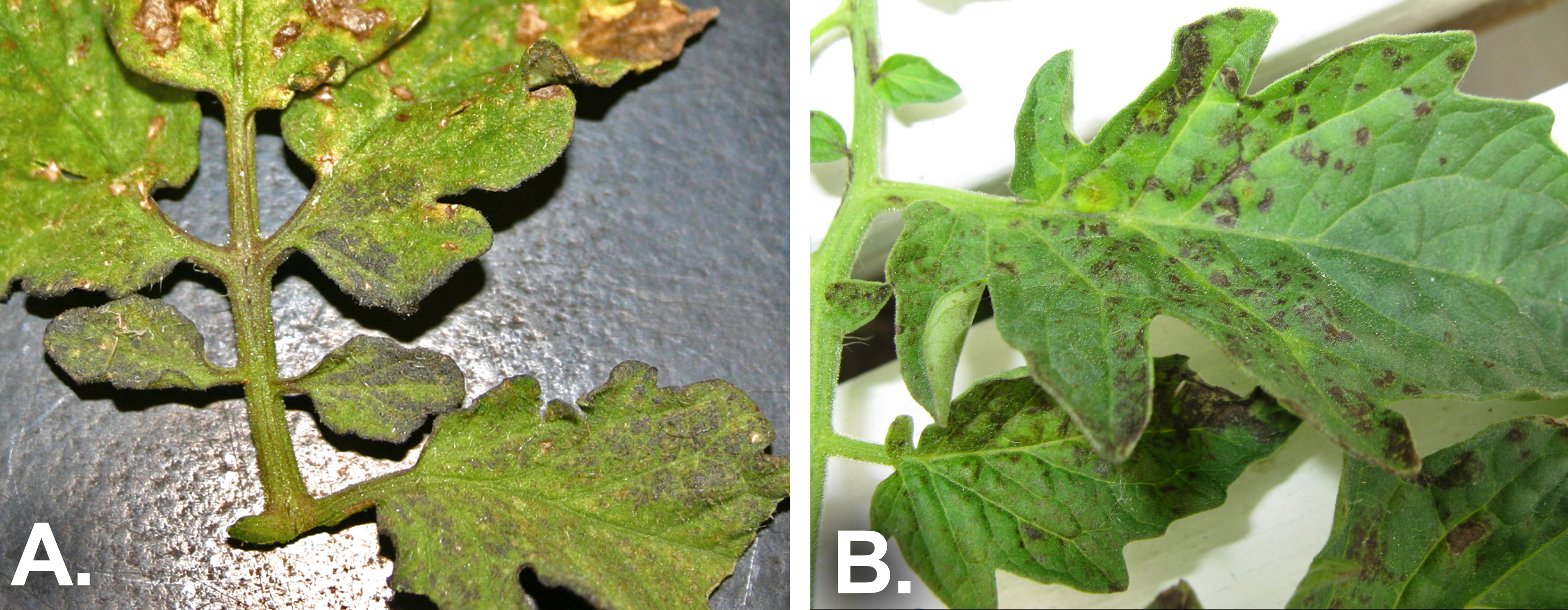 Two side-by-side pictures of tomato spotted wilt virus symptoms on leaves and stems. The left one is labeled A. The Right is labeled B.