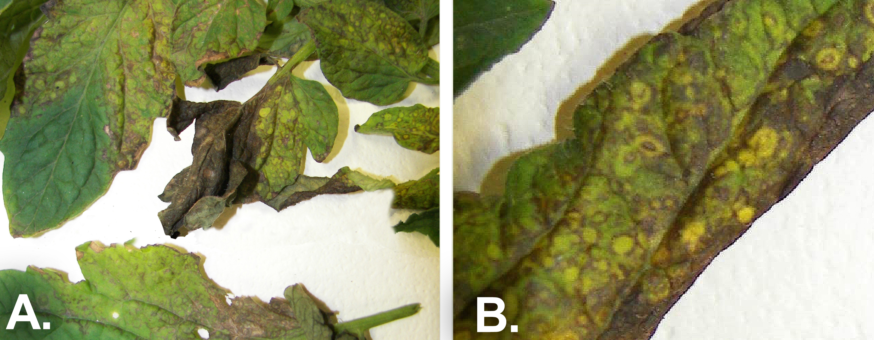 Two side-by-side pictures of tomato spotted wilt virus symptoms on leaves. The left one is labeled A. The right is labeled B.