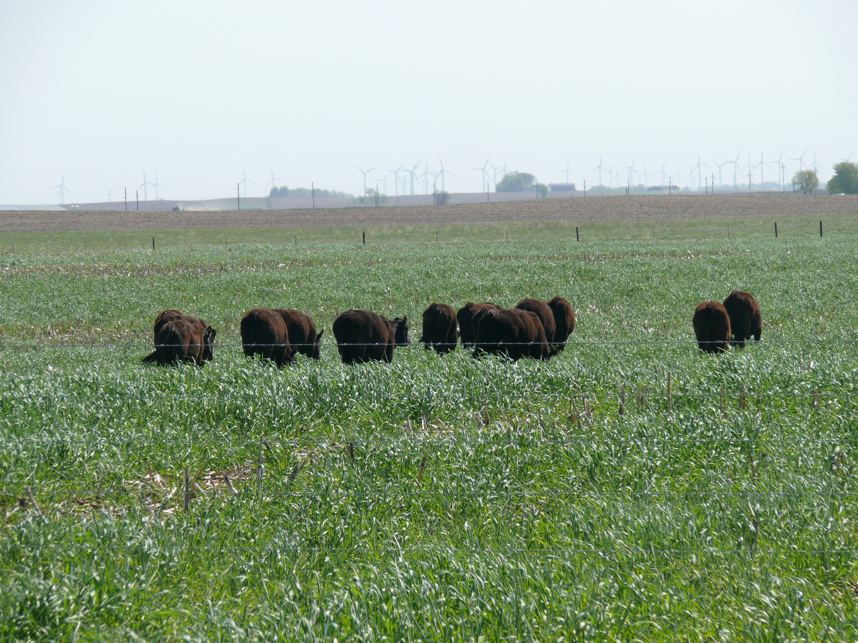small group of cattle grazing on cover crops